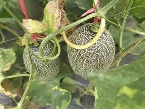 吃瓜只吃哈密瓜可以吗图片,吃瓜新风尚