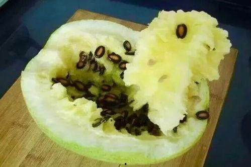 秋季吃籽瓜,籽瓜营养滋补新选择