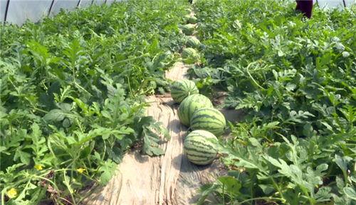 近期热门吃瓜事件邯郸,揭秘近期热门吃瓜事件背后的真相