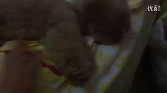 杭州吃瓜小视频,揭秘城市生活百态