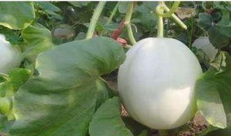 白兰瓜如何吃,解锁美味新体验