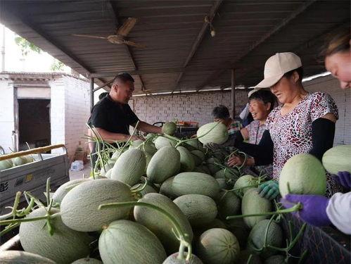 去挑战吃瓜,揭秘瓜界风云录