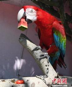 瓜被鸟吃文案,一场瓜与鸟的趣味邂逅