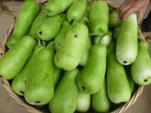 吃瓜的葫芦游戏,吃瓜玩家的奇幻冒险之旅