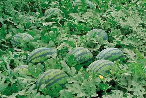 伊犁人吃瓜视频