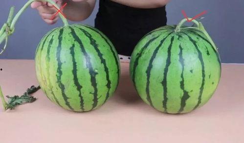 梦见吃小瓜不甜,吃小瓜不甜背后的寓意与启示