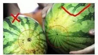 福州的吃瓜,一瓜一世界，尽享人间烟火气