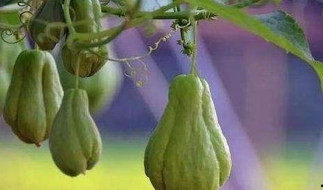 佛手瓜的瓜心可以吃不,美味与营养的双重享受