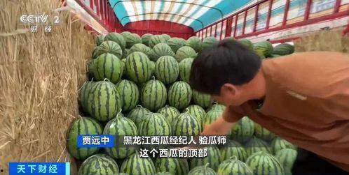 梅花七吃瓜,揭秘娱乐圈的甜蜜与苦涩